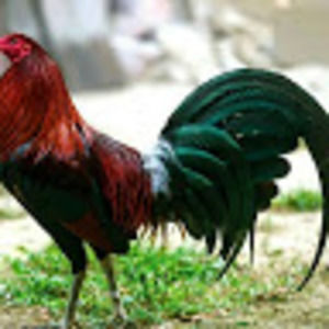 Meet your Posher, Fidel